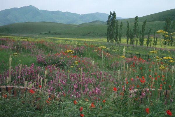 Viele Blumen blühen auf der Sommerwiese