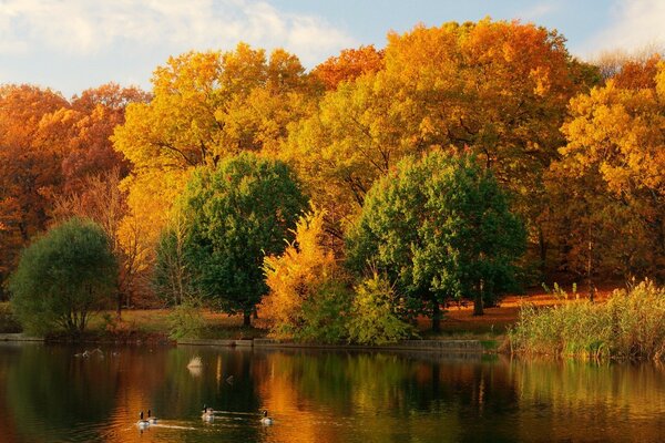 Natur des Herbstes am See