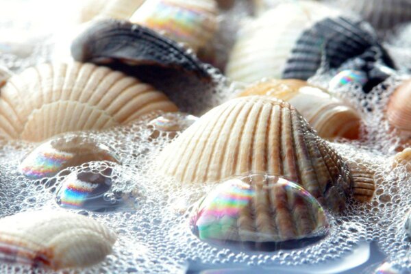 Conchas marinas en gotas de agua