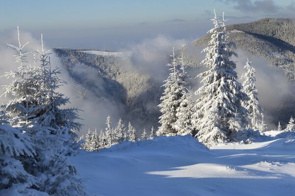 Güneşli kış öğleden sonra dağlarda karla kaplı ağaçlar
