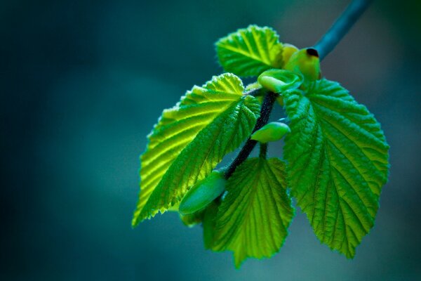 Fotografia macro di un ramo con foglie verdi