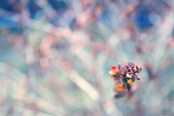 Macro di un fiore su uno sfondo sfocato