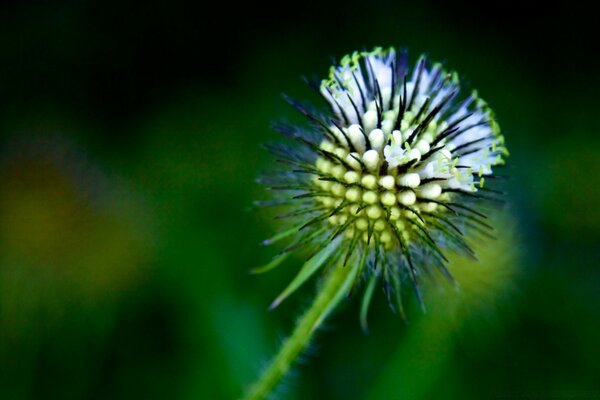 Ungewöhnliche Blume auf dem Bildschirmschoner