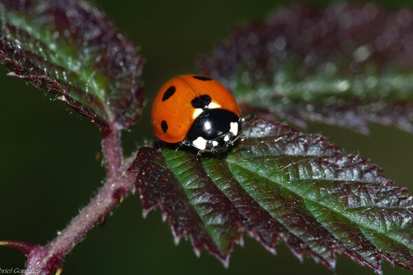 Real Estate ladybug