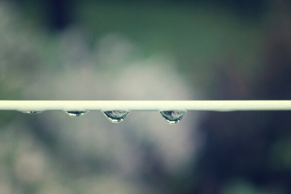 Chute de rosée après la pluie