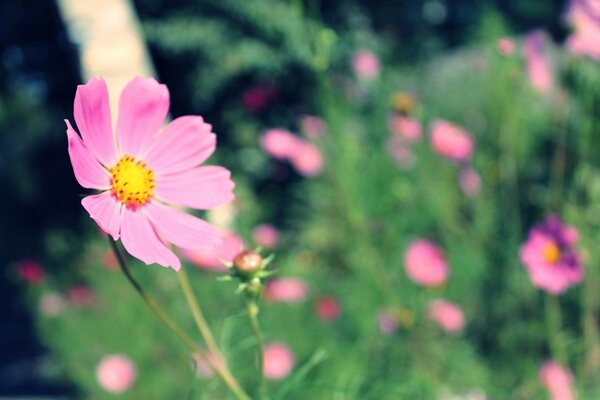 Bright, summer, pink flower