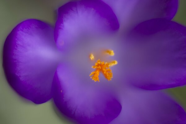 Nahaufnahme einer Blume mit violetten Blütenblättern