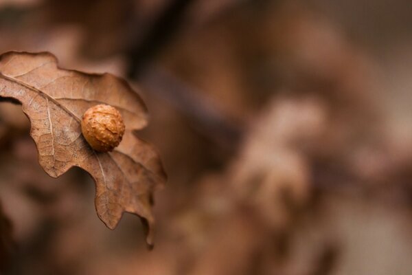 Dry oak leaf with a ball