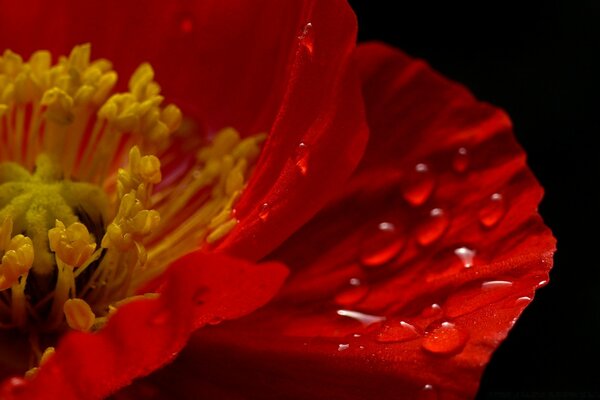 Macrosemka gotas de rocío en la flor