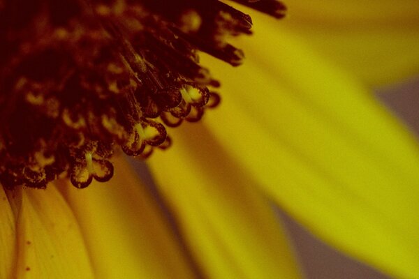 Pétales jaunes de tournesol avec pollen