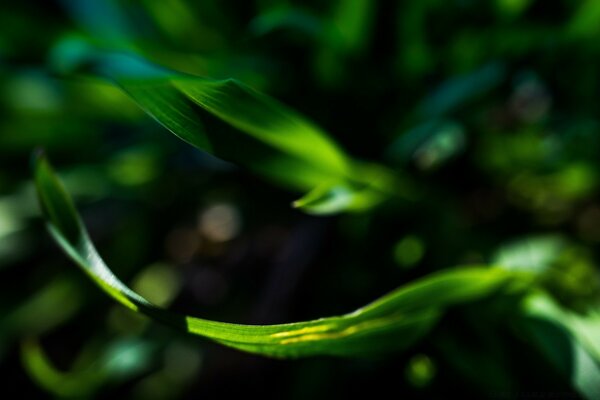 Nature leaves from a plant in the sun