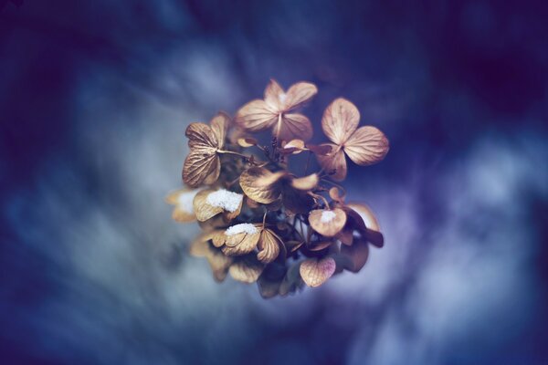 Belles fleurs dans la flore naturelle