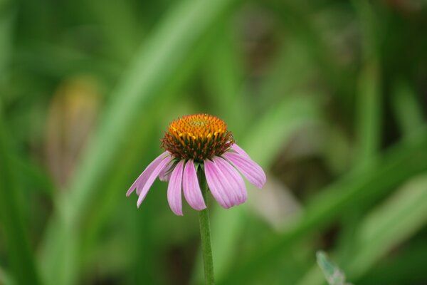 Sommerblume auf einer grünen Wiese