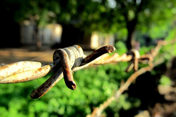 تصوير ماكرو لسياج خشبي في الحديقة