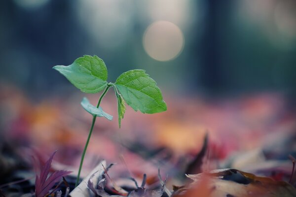 Macro photography nature sheet blur