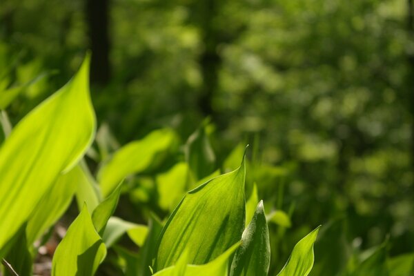 Folhas verdes fundo desfocado