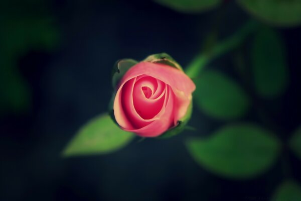 Rose sur fond de feuilles floues