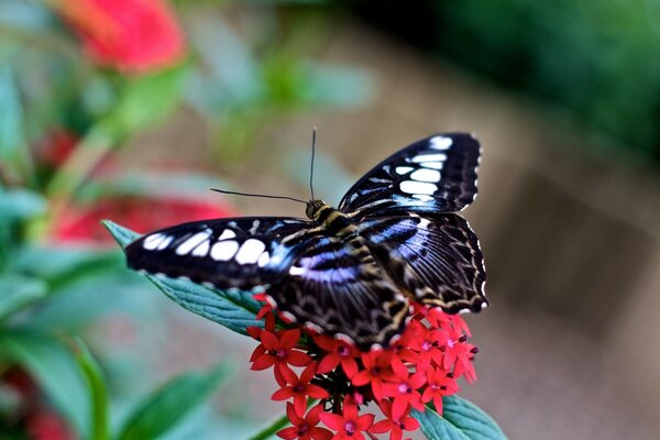 Macro shot of a butterfly on a flower, an insect in the open air