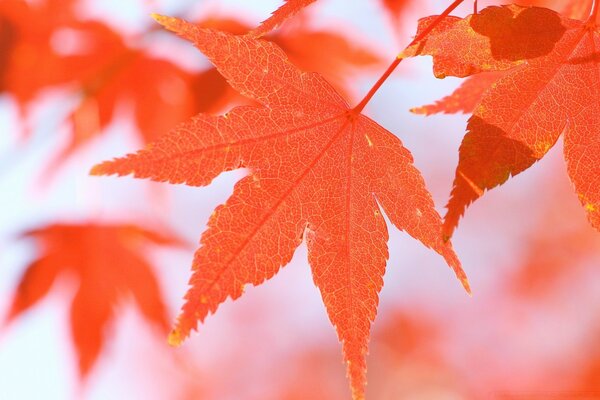 Foglia d acero autunnale e luminosa