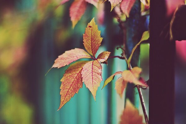 Autumn red-orange leaves on a branch