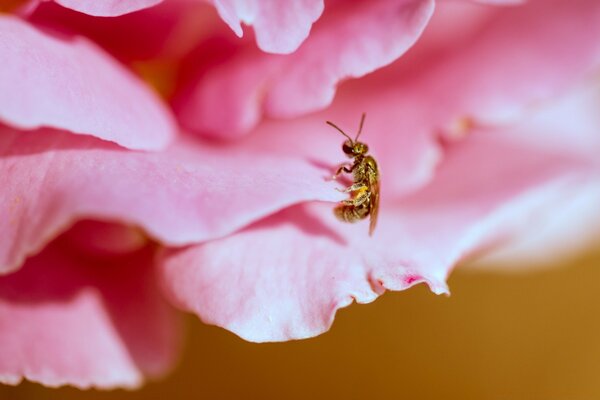 Fotografia macro di un ape su un petalo rosa