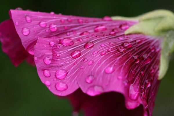 Avec la couleur, la prise de vue macro s avère très bien