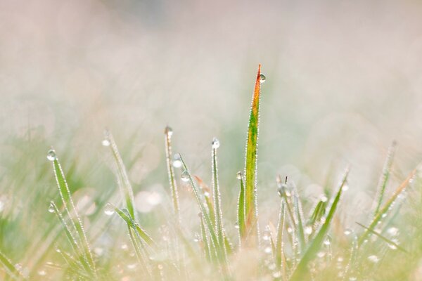 Green grass in the morning sun and sparkling dew drops