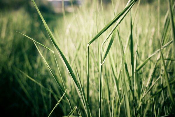 Macro shot of green grass on the lawn