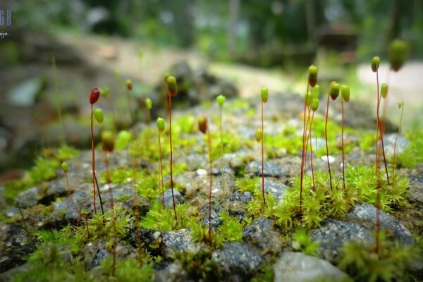 Die Makrofläche des Bodens und der Pflanzensprossen in der Natur