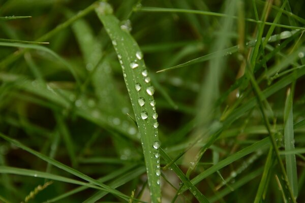 Rugiada mattutina sull erba verde