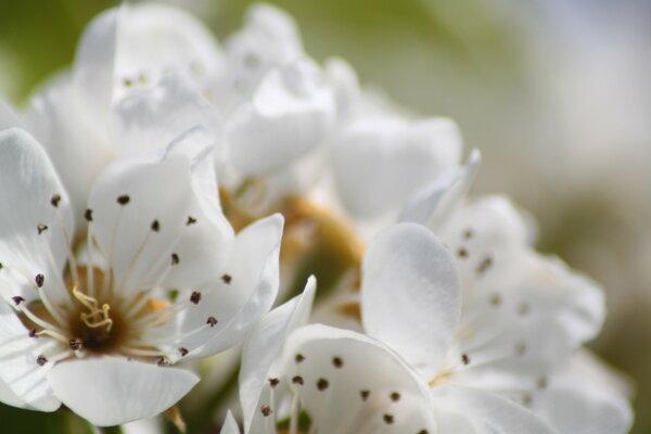 Weiße schöne Blumen in gesprenkelt