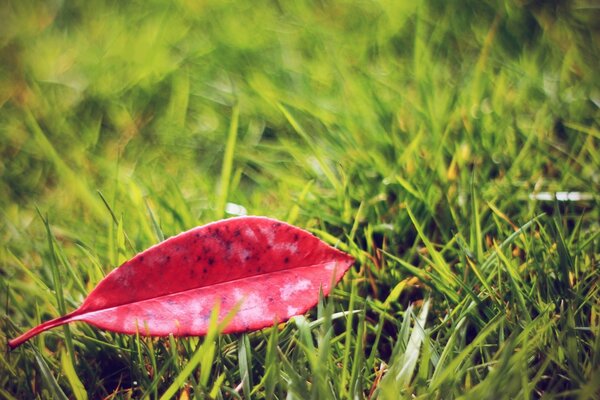 In natura in autunno serve bellissimi petali multicolore