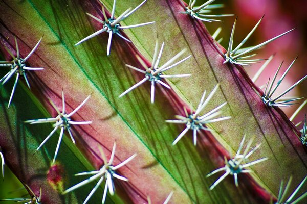 The spines of a beautiful cactus grow