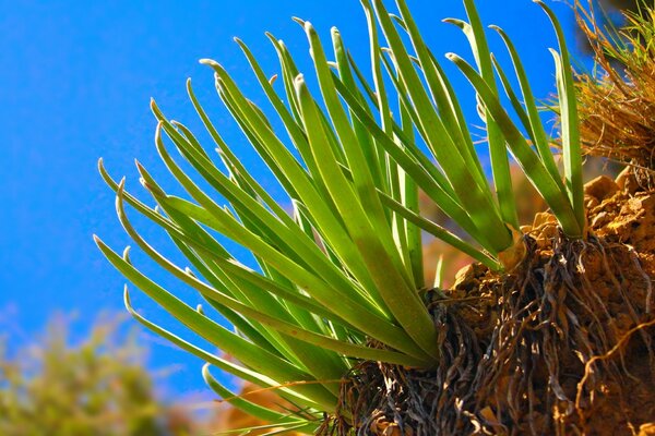 Fotografía vívida de una planta contra el cielo