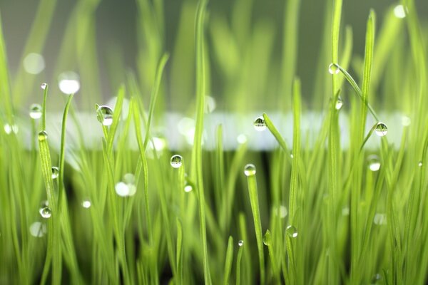 Hierba verde y gotas de Rossa