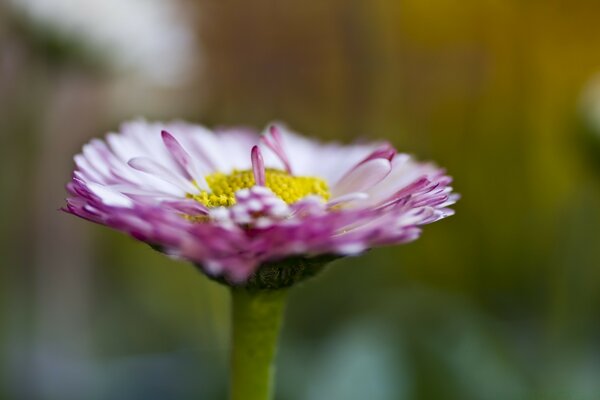 Macro photography of a flower with pink petals