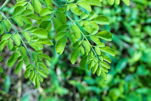 Leaves of a tree, taken large