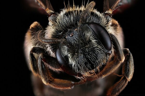 Makroaufnahmen eines Insekts mit riesigen Augen und einem flauschigen Stier