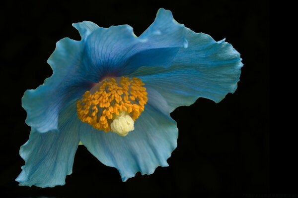 Große bloße Blume auf schwarzem Hintergrund