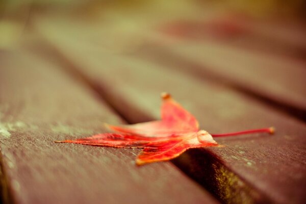 Herbstliches, unscharfes Makro des Herbstblattes