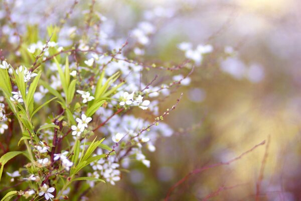 Delicate bouquet of wild flowers