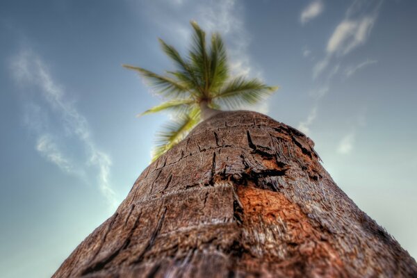 Palm tree on the mountain and blue sky