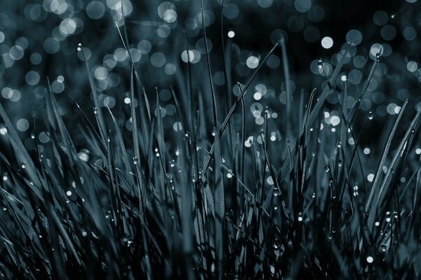 Black and white field with dew and blades of grass