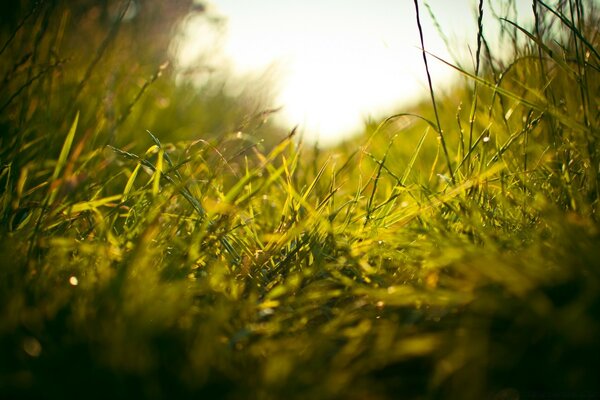 Macro tir herbe champ nature