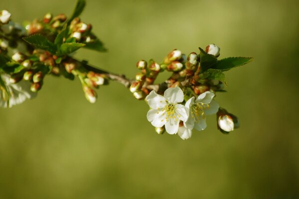 Macro shot of an apple tree flower in nature