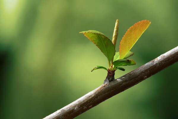 Fotografía macro del crecimiento de un riñón en un árbol