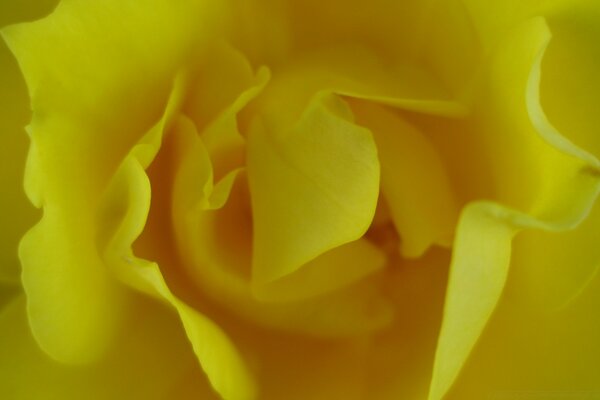 Une fleur qui ressemble à de la cire fondue