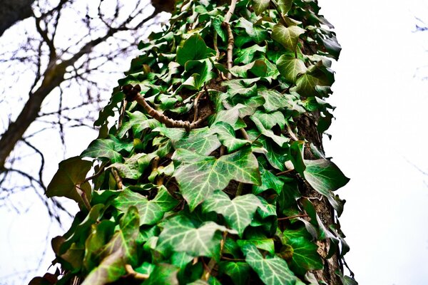 A vine of green leaves on a tree