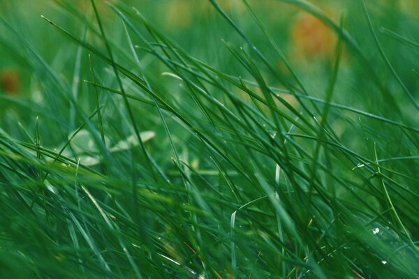 Bright green long grass