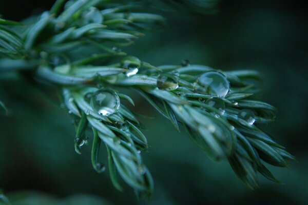 Macro-shooting of coniferous leaves during rain